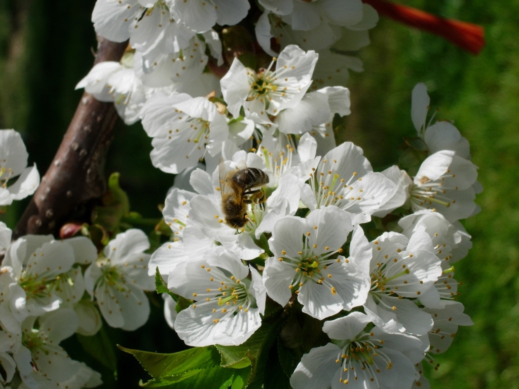 Frühling bei uns